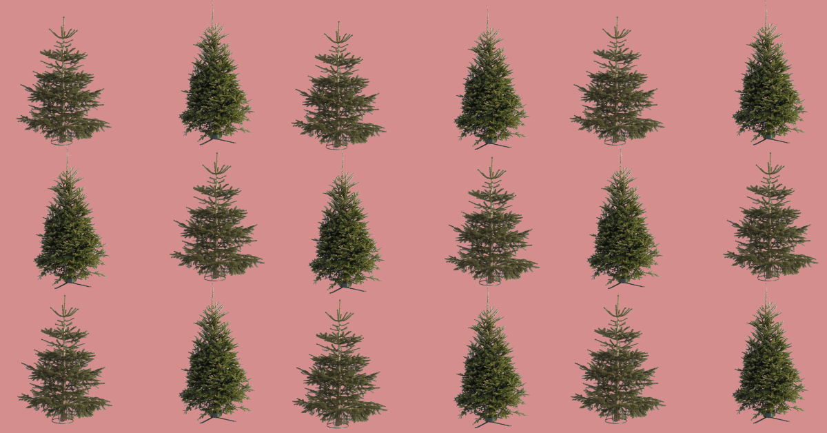 Homebase Real Christmas Trees Return to The Range